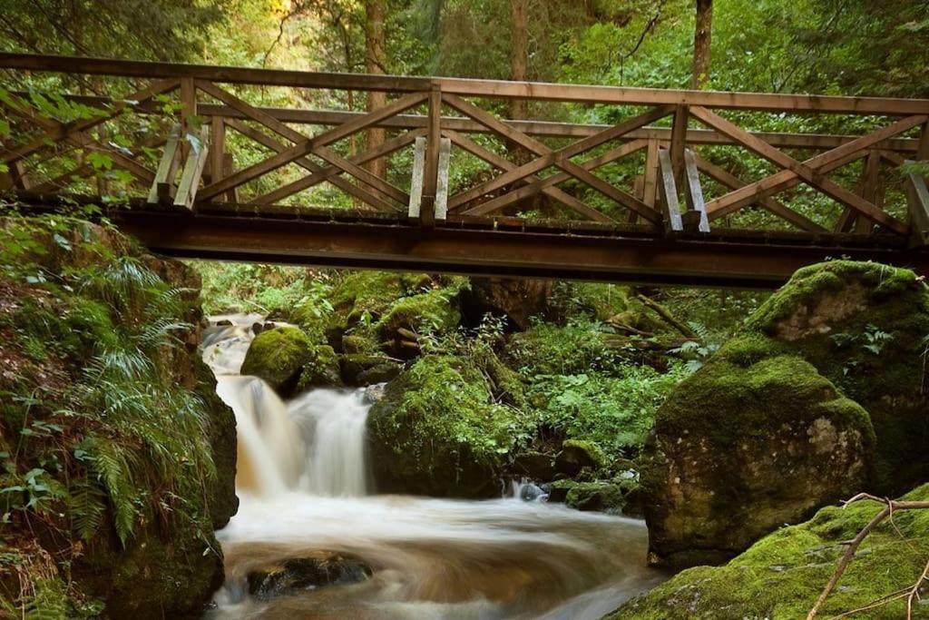 Waldlicht Titisee Luaran gambar